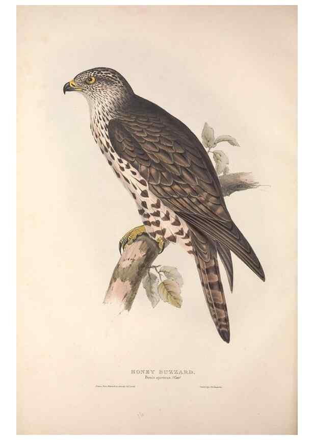 Reproducción/Reproduction 9401296464: The birds of Europe.. London,Printed by R. and J.E. Taylor, pub. by the author,1837.