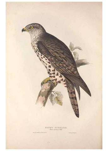 Reproducción/Reproduction 9401296464: The birds of Europe.. London,Printed by R. and J.E. Taylor, pub. by the author,1837.