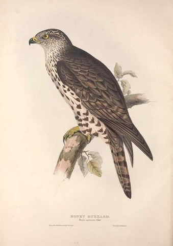 Reproducción/Reproduction 9401296464: The birds of Europe.. London,Printed by R. and J.E. Taylor, pub. by the author,1837.