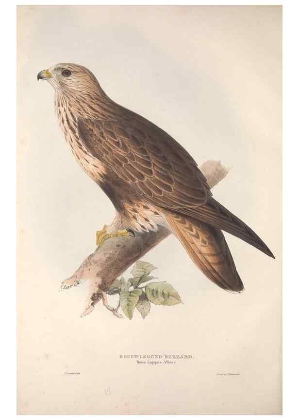 Reproducción/Reproduction 9401295406: The birds of Europe.. London,Printed by R. and J.E. Taylor, pub. by the author,1837.