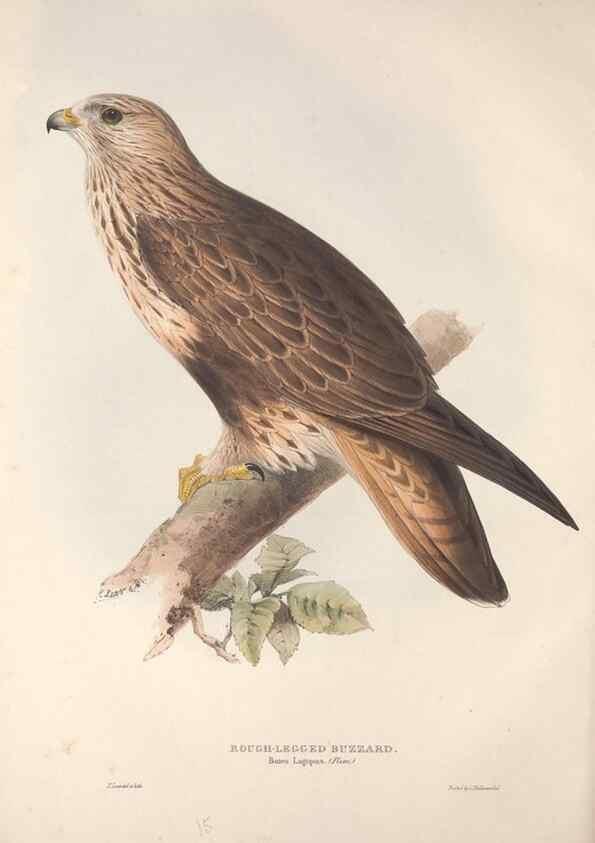 Reproducción/Reproduction 9401295406: The birds of Europe.. London,Printed by R. and J.E. Taylor, pub. by the author,1837.