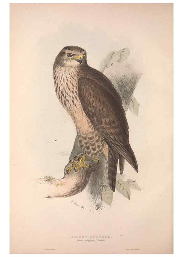 Reproducción/Reproduction 9401293814: The birds of Europe.. London,Printed by R. and J.E. Taylor, pub. by the author,1837.