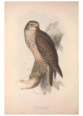 Reproducción/Reproduction 9401293814: The birds of Europe.. London,Printed by R. and J.E. Taylor, pub. by the author,1837.