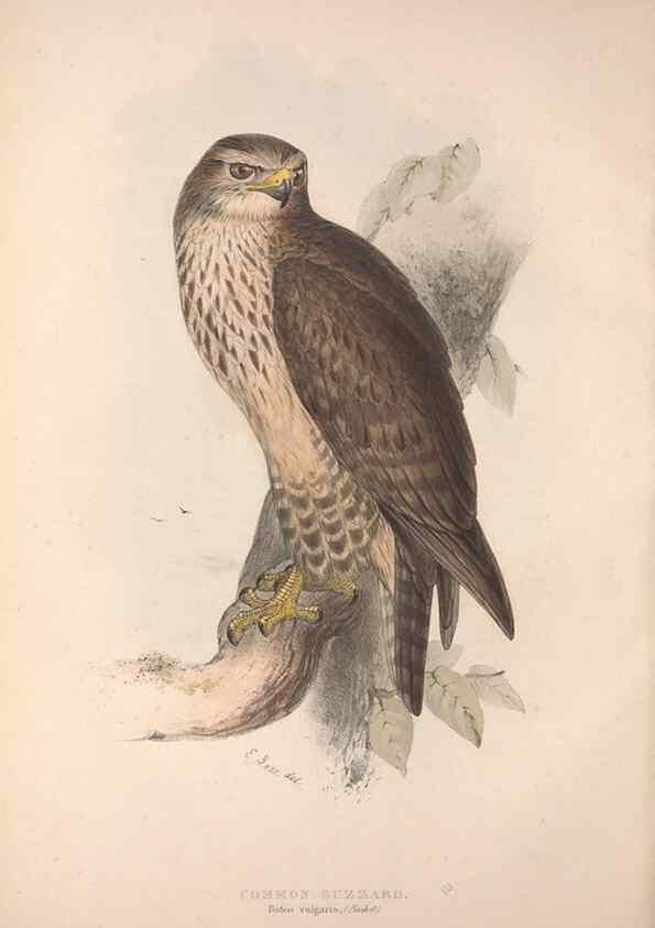Reproducción/Reproduction 9401293814: The birds of Europe.. London,Printed by R. and J.E. Taylor, pub. by the author,1837.
