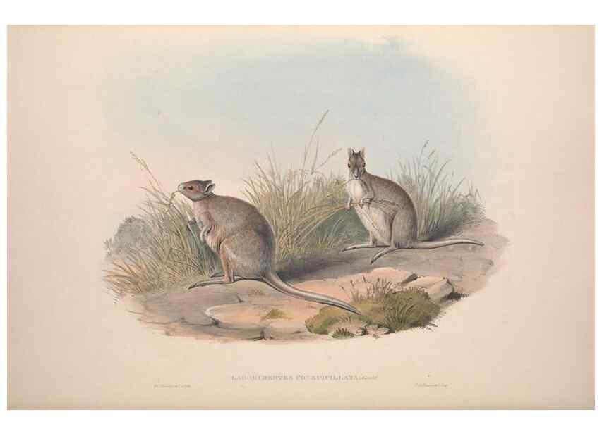 Reproducción/Reproduction 9398435989: [A monograph of the Macropodidæ, or family of kangaroos].. London :The Author,1841-1842