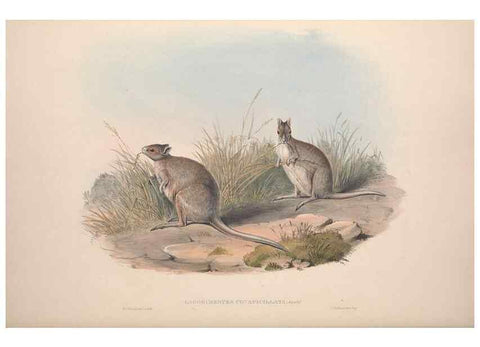 Reproducción/Reproduction 9398435989: [A monograph of the Macropodidæ, or family of kangaroos].. London :The Author,1841-1842