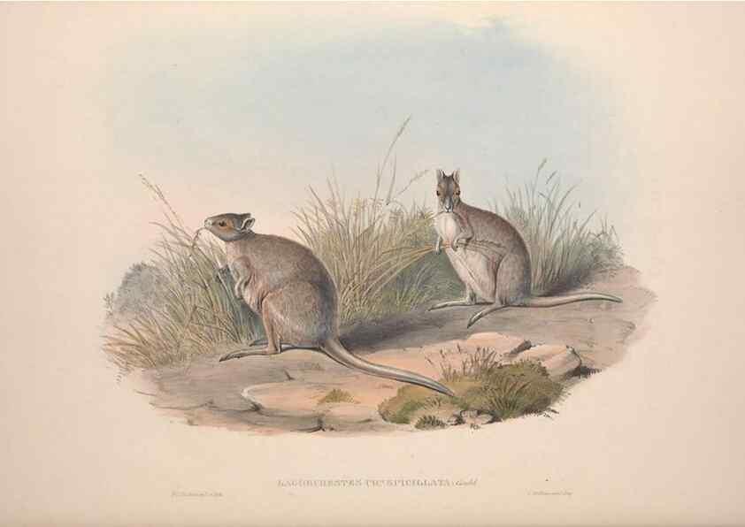 Reproducción/Reproduction 9398435989: [A monograph of the Macropodidæ, or family of kangaroos].. London :The Author,1841-1842