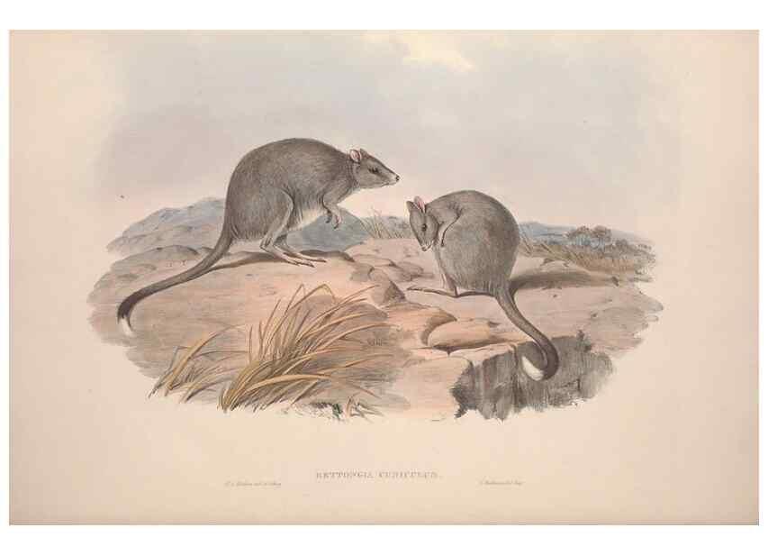 Reproducción/Reproduction 9401202868: [A monograph of the Macropodidæ, or family of kangaroos].. London :The Author,1841-1842