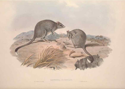 Reproducción/Reproduction 9401202868: [A monograph of the Macropodidæ, or family of kangaroos].. London :The Author,1841-1842