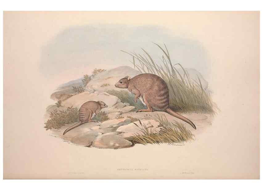 Reproducción/Reproduction 9398438223: [A monograph of the Macropodidæ, or family of kangaroos].. London :The Author,1841-1842
