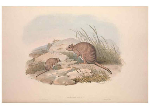 Reproducción/Reproduction 9398438223: [A monograph of the Macropodidæ, or family of kangaroos].. London :The Author,1841-1842