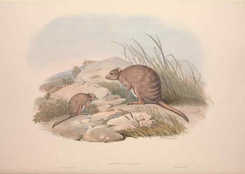 Reproducción/Reproduction 9398438223: [A monograph of the Macropodidæ, or family of kangaroos].. London :The Author,1841-1842