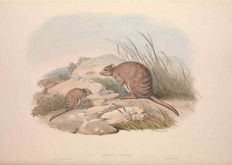 Reproducción/Reproduction 9398438223: [A monograph of the Macropodidæ, or family of kangaroos].. London :The Author,1841-1842