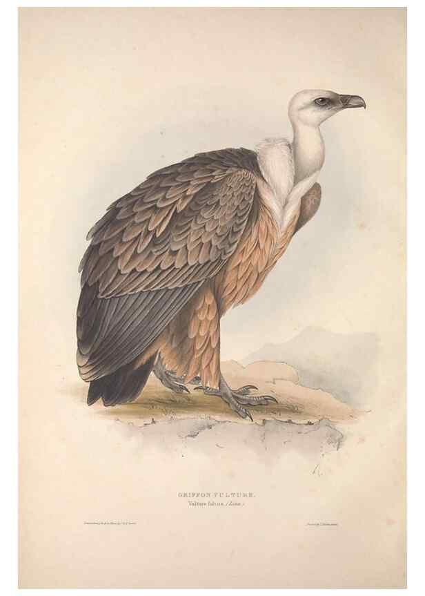 Reproducción/Reproduction 9398512227: The birds of Europe.. London,Printed by R. and J.E. Taylor, pub. by the author,1837.