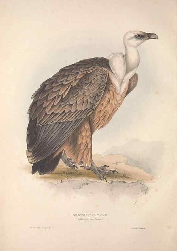 Reproducción/Reproduction 9398512227: The birds of Europe.. London,Printed by R. and J.E. Taylor, pub. by the author,1837.