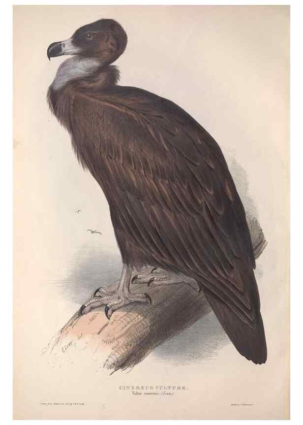 Reproducción/Reproduction 9398513369: The birds of Europe.. London,Printed by R. and J.E. Taylor, pub. by the author,1837.