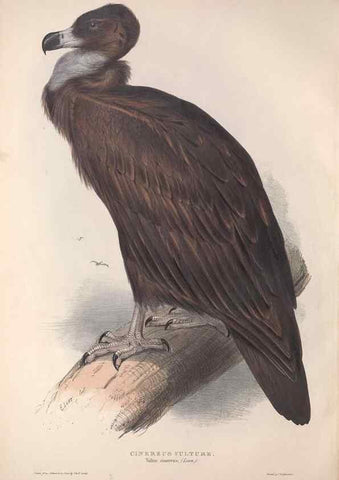 Reproducción/Reproduction 9398513369: The birds of Europe.. London,Printed by R. and J.E. Taylor, pub. by the author,1837.