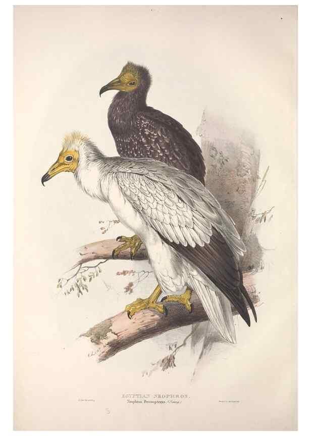 Reproducción/Reproduction 9401280188: The birds of Europe.. London,Printed by R. and J.E. Taylor, pub. by the author,1837.