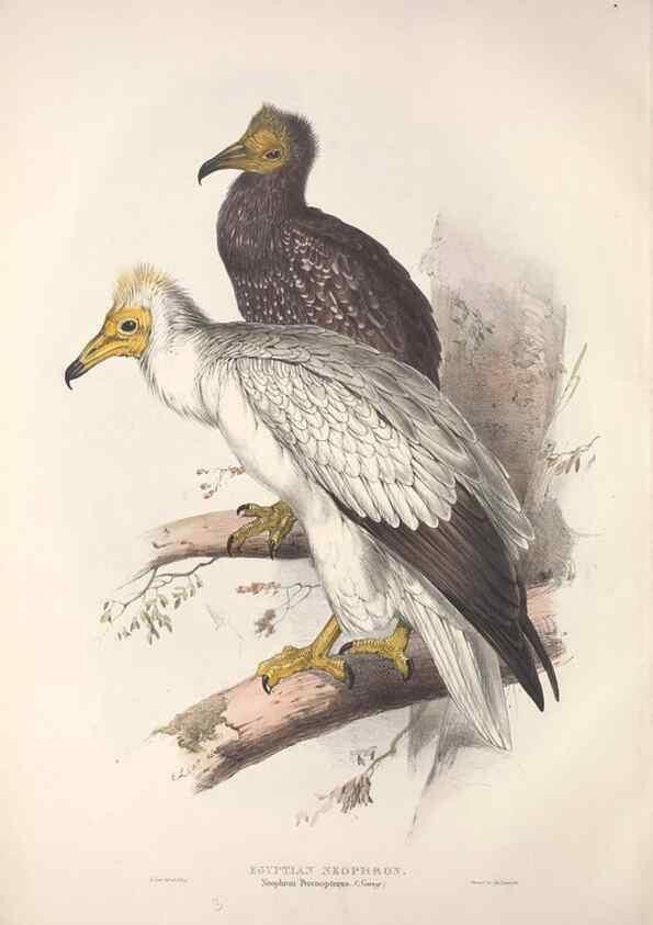 Reproducción/Reproduction 9401280188: The birds of Europe.. London,Printed by R. and J.E. Taylor, pub. by the author,1837.
