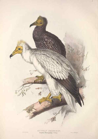 Reproducción/Reproduction 9401280188: The birds of Europe.. London,Printed by R. and J.E. Taylor, pub. by the author,1837.