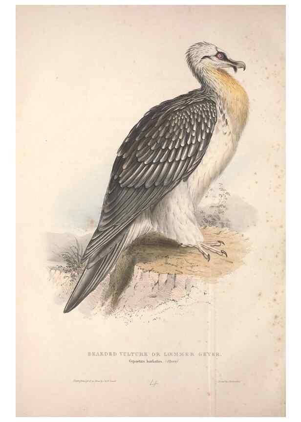 Reproducción/Reproduction 9401281264: The birds of Europe.. London,Printed by R. and J.E. Taylor, pub. by the author,1837.
