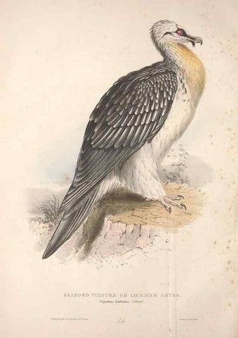 Reproducción/Reproduction 9401281264: The birds of Europe.. London,Printed by R. and J.E. Taylor, pub. by the author,1837.