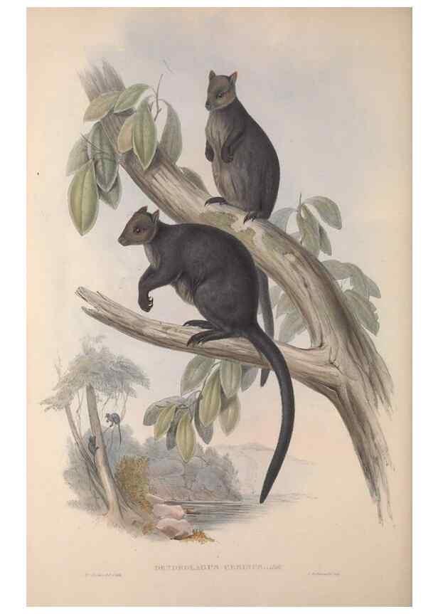 Reproducción/Reproduction 9401199482: [A monograph of the Macropodidæ, or family of kangaroos].. London :The Author,1841-1842