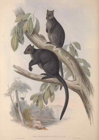 Reproducción/Reproduction 9401199482: [A monograph of the Macropodidæ, or family of kangaroos].. London :The Author,1841-1842