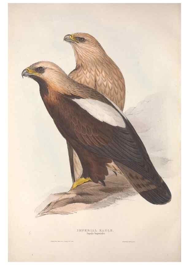 Reproducción/Reproduction 9398516857: The birds of Europe.. London,Printed by R. and J.E. Taylor, pub. by the author,1837.