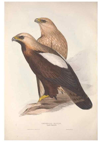 Reproducción/Reproduction 9398516857: The birds of Europe.. London,Printed by R. and J.E. Taylor, pub. by the author,1837.