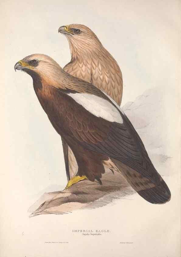 Reproducción/Reproduction 9398516857: The birds of Europe.. London,Printed by R. and J.E. Taylor, pub. by the author,1837.
