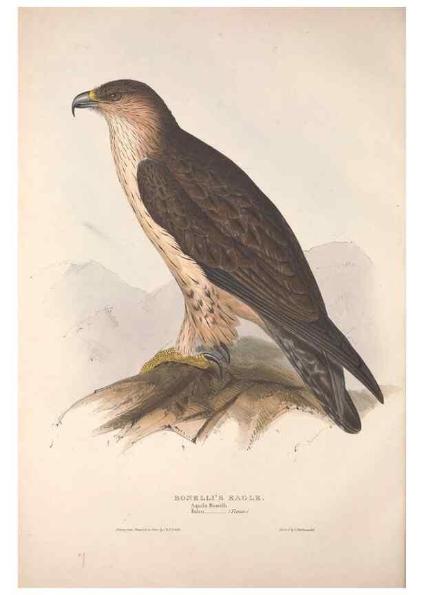 Reproducción/Reproduction 9398519329: The birds of Europe.. London,Printed by R. and J.E. Taylor, pub. by the author,1837.