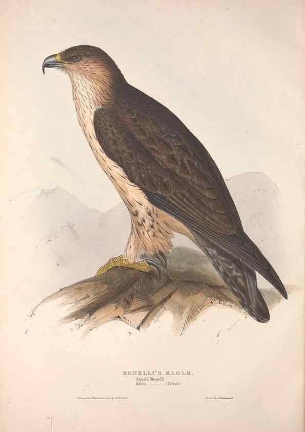 Reproducción/Reproduction 9398519329: The birds of Europe.. London,Printed by R. and J.E. Taylor, pub. by the author,1837.