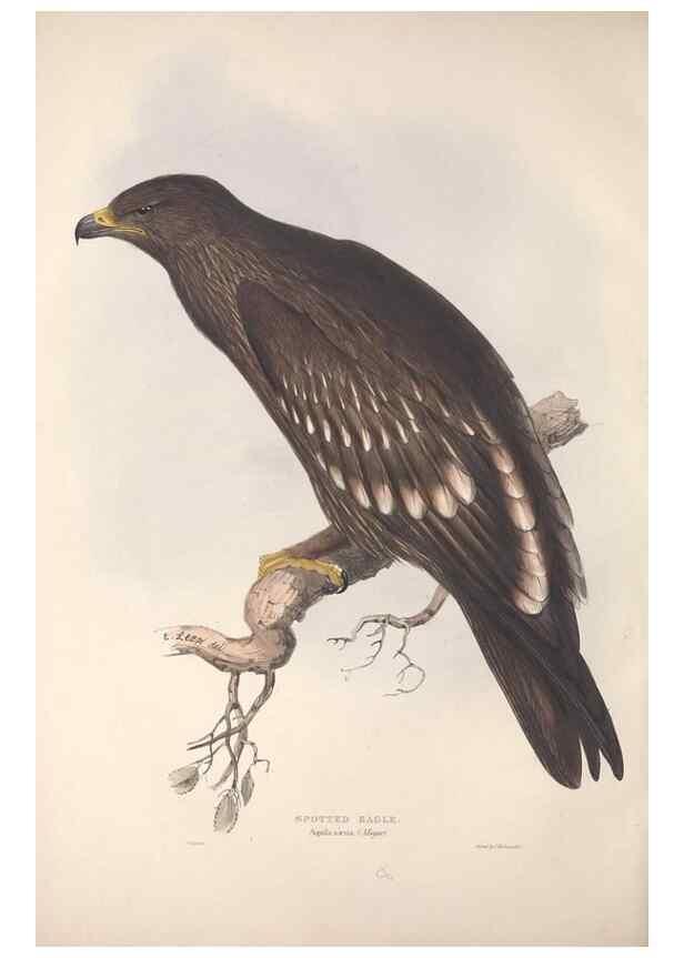 Reproducción/Reproduction 9398520359: The birds of Europe.. London,Printed by R. and J.E. Taylor, pub. by the author,1837.