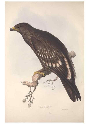Reproducción/Reproduction 9398520359: The birds of Europe.. London,Printed by R. and J.E. Taylor, pub. by the author,1837.