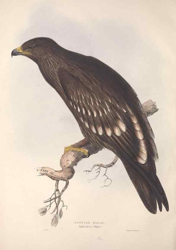 Reproducción/Reproduction 9398520359: The birds of Europe.. London,Printed by R. and J.E. Taylor, pub. by the author,1837.