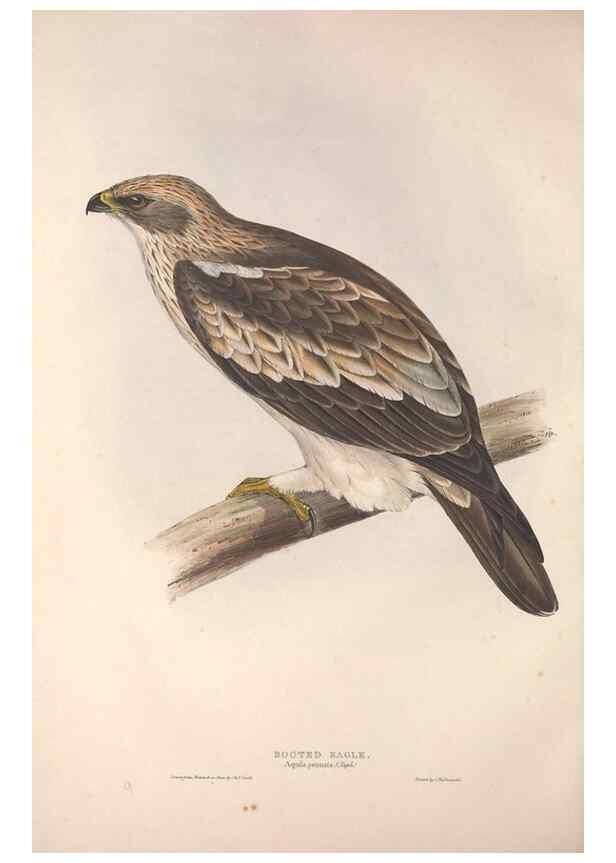 Reproducción/Reproduction 9398522009: The birds of Europe.. London,Printed by R. and J.E. Taylor, pub. by the author,1837.