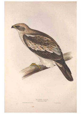 Reproducción/Reproduction 9398522009: The birds of Europe.. London,Printed by R. and J.E. Taylor, pub. by the author,1837.