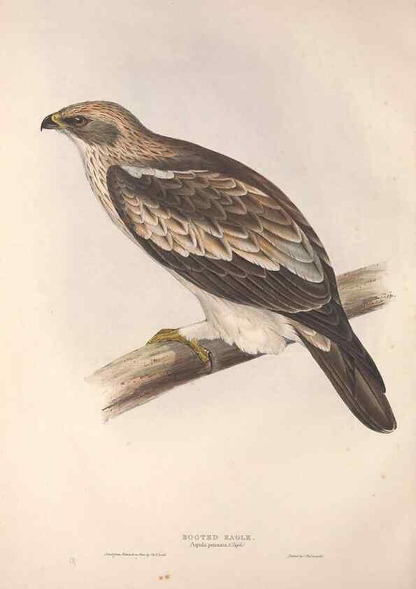 Reproducción/Reproduction 9398522009: The birds of Europe.. London,Printed by R. and J.E. Taylor, pub. by the author,1837.