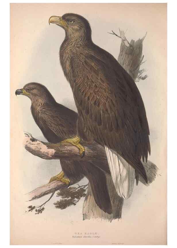 Reproducción/Reproduction 9401288474: The birds of Europe.. London,Printed by R. and J.E. Taylor, pub. by the author,1837.