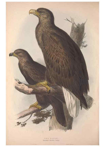 Reproducción/Reproduction 9401288474: The birds of Europe.. London,Printed by R. and J.E. Taylor, pub. by the author,1837.