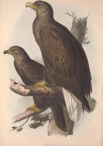Reproducción/Reproduction 9401288474: The birds of Europe.. London,Printed by R. and J.E. Taylor, pub. by the author,1837.