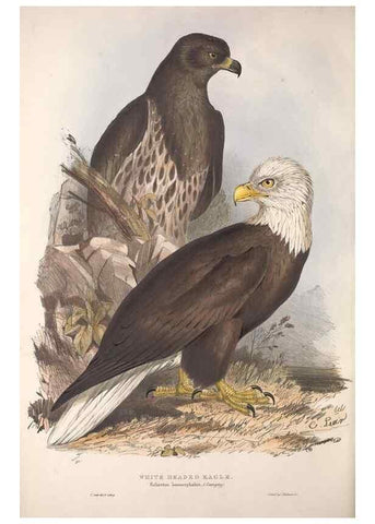 Reproducción/Reproduction 9401290142: The birds of Europe.. London,Printed by R. and J.E. Taylor, pub. by the author,1837.