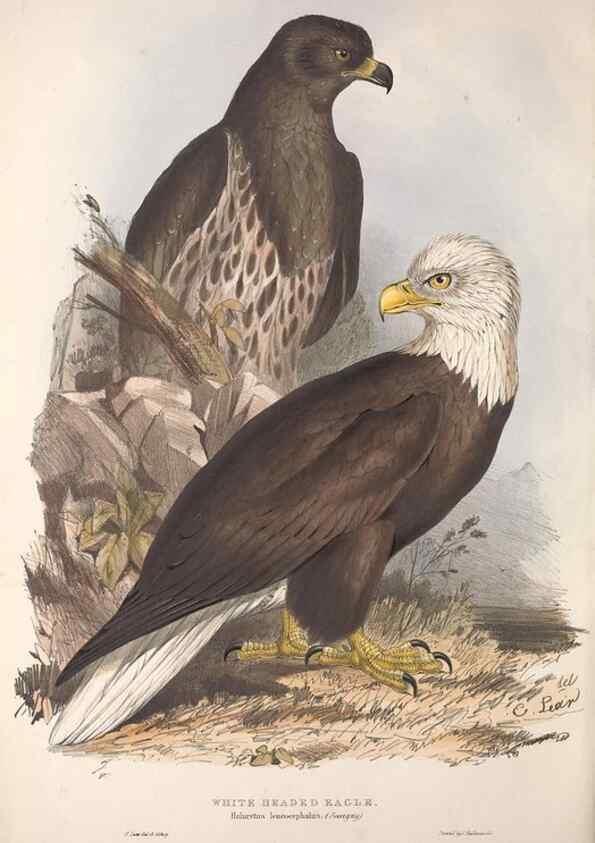 Reproducción/Reproduction 9401290142: The birds of Europe.. London,Printed by R. and J.E. Taylor, pub. by the author,1837.