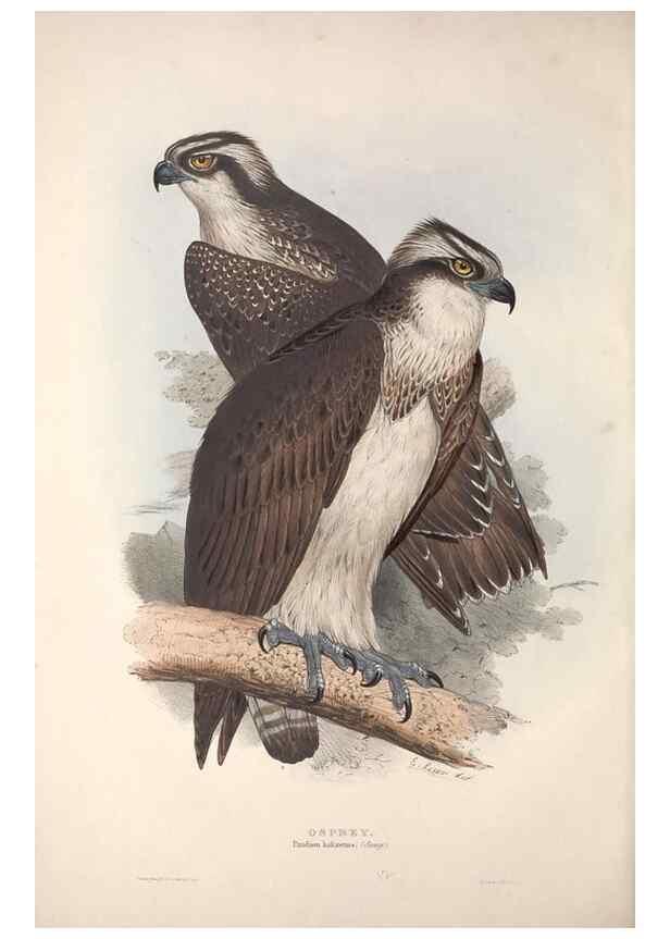 Reproducción/Reproduction 9398526339: The birds of Europe.. London,Printed by R. and J.E. Taylor, pub. by the author,1837.