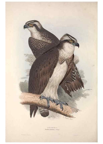 Reproducción/Reproduction 9398526339: The birds of Europe.. London,Printed by R. and J.E. Taylor, pub. by the author,1837.