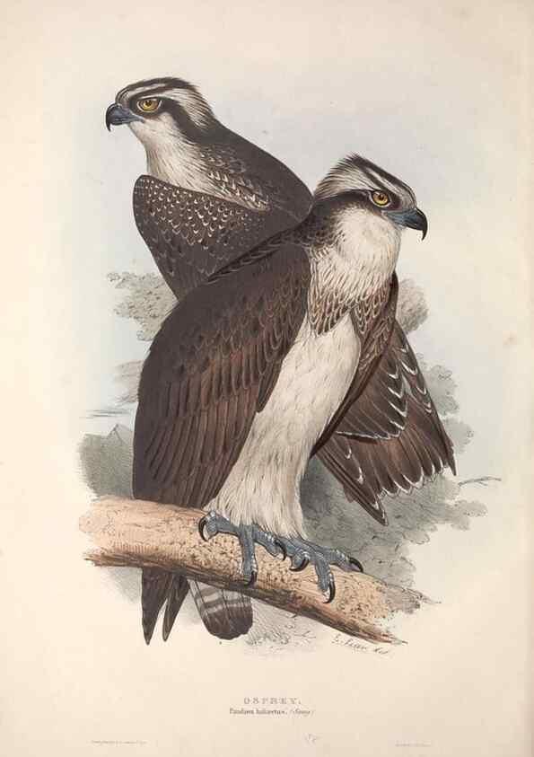 Reproducción/Reproduction 9398526339: The birds of Europe.. London,Printed by R. and J.E. Taylor, pub. by the author,1837.