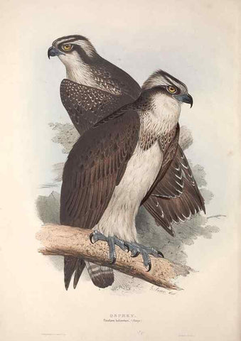 Reproducción/Reproduction 9398526339: The birds of Europe.. London,Printed by R. and J.E. Taylor, pub. by the author,1837.