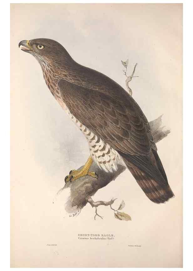 Reproducción/Reproduction 9398527477: The birds of Europe.. London,Printed by R. and J.E. Taylor, pub. by the author,1837.