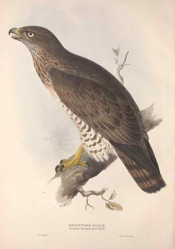 Reproducción/Reproduction 9398527477: The birds of Europe.. London,Printed by R. and J.E. Taylor, pub. by the author,1837.